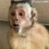 Memes Del Monito 15