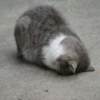 Meow meow | Pikachu! (part 10) 14