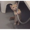 Meow meow | Pikachu！ (part 5) 15