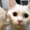 Meow meow | Pikachu! (part 9) 21