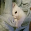 Meow meow | Pikachu！ (part 7) 15