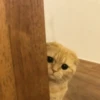 Meow meow | Pikachu！(part 11) 16