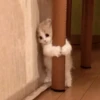 Meow meow | Pikachu! (part 10) 16