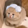 Meow meow | Pikachu！ (part 4) 13