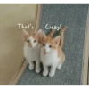 Meow meow | Pikachu！(part 11) 18