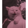 Meow meow (part 1) 20