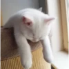 Meow meow | Pikachu！ (part 4) 14