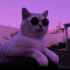 Meow meow (part 1) 21
