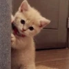 Meow meow | Pikachu! (part 8) 19