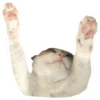 Kali Potato 15