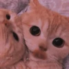 Meow meow (part 1) 23