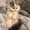Meow meow | Pikachu！ (part 5) 16