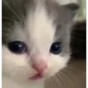 Meow meow | Pikachu！ (part 6) 14