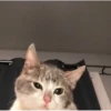 Meow meow | Pikachu！ (part 4) 16