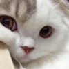 Meow meow | Pikachu！ (part 7) 16