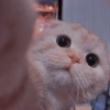 Meow meow | Pikachu (part 2) 15