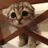 Meow meow | Pikachu！ (part 7) 17