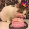 Meow meow | Pikachu！ (part 7) 19