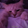 Meow meow (part 1) 25