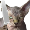 Gatos y Cats 17