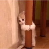 Meow meow | Pikachu！ (part 4) 18