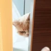 Meow meow | Pikachu! (part 10) 19