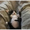Meow meow | Pikachu！ (part 4) 19