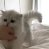 Meow meow | Pikachu！ (part 5) 20