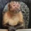 Memes Del Monito 22