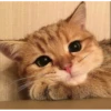 Meow meow | Pikachu！ (part 6) 17
