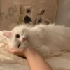 Meow meow | Pikachu！ (part 5) 21