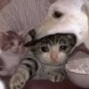 Meow meow | Pikachu! (part 9) 25
