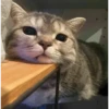 Meow meow | Pikachu！ (part 4) 20