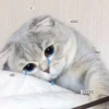 Meow meow | Pikachu！ (part 5) 22