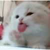 Meow meow | Pikachu (part 2) 23