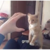 Meow meow | Pikachu！ (part 4) 21