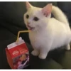 토피넛라떼