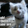 Meow meow | Pikachu! (part 8) 23