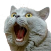 Gatos y Cats 18