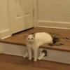 Meow meow | Pikachu! (part 10) 21
