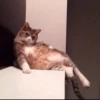 Meow meow | Pikachu! (part 10) 22
