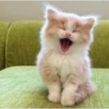 Meow meow | Pikachu (part 3) 12