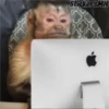 Memes Del Monito 25