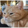 Meow meow | Pikachu！ (part 6) 18