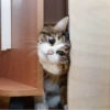 Meow meow | Pikachu! (part 10) 24