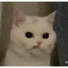 Meow meow | Pikachu！ (part 4) 23