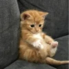 Meow meow | Pikachu！ (part 5) 26