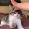 Meow meow | Pikachu！ (part 4) 24