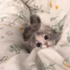 Meow meow | Pikachu！ (part 5) 27