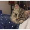 Meow meow | Pikachu！ (part 6) 19